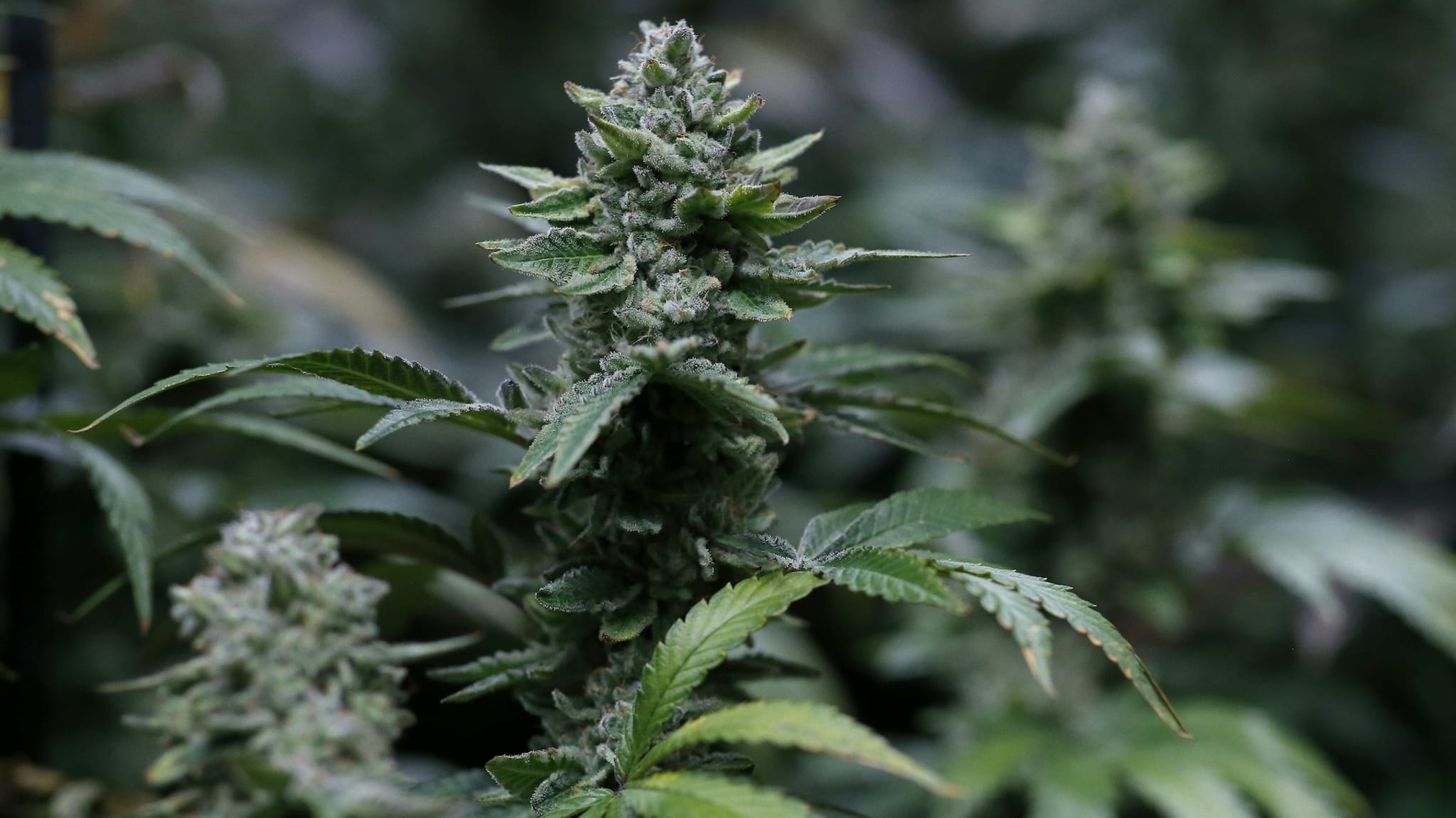 jamaica weed