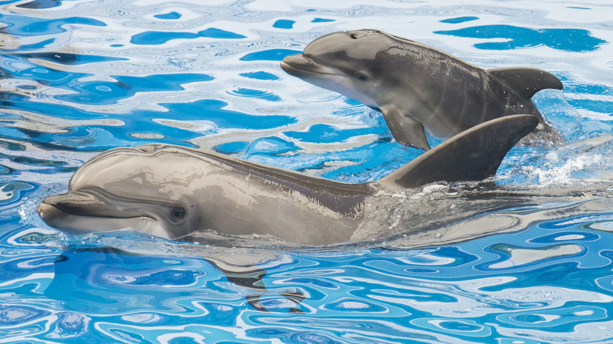 dolphins climatechange