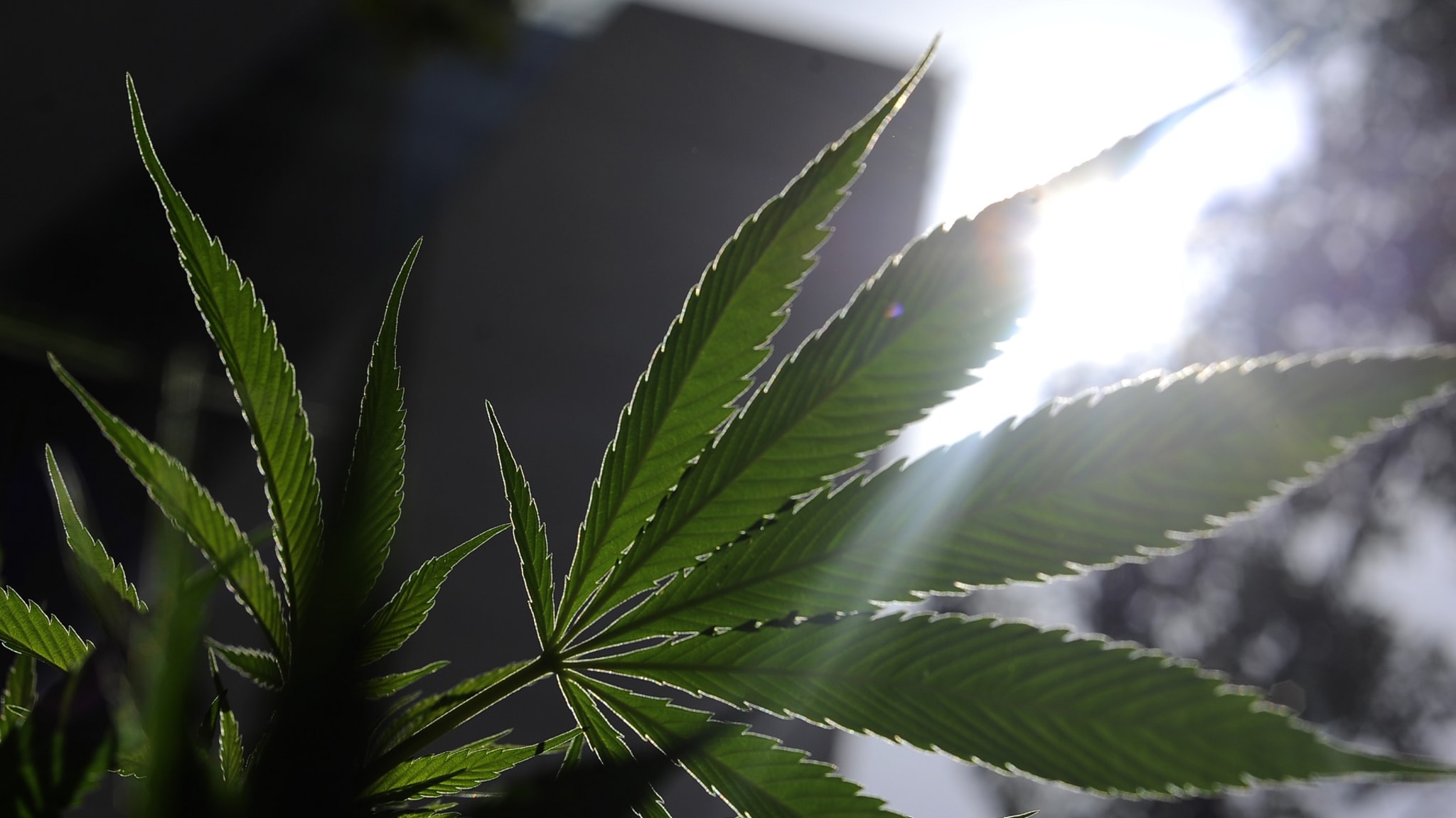 marijuana