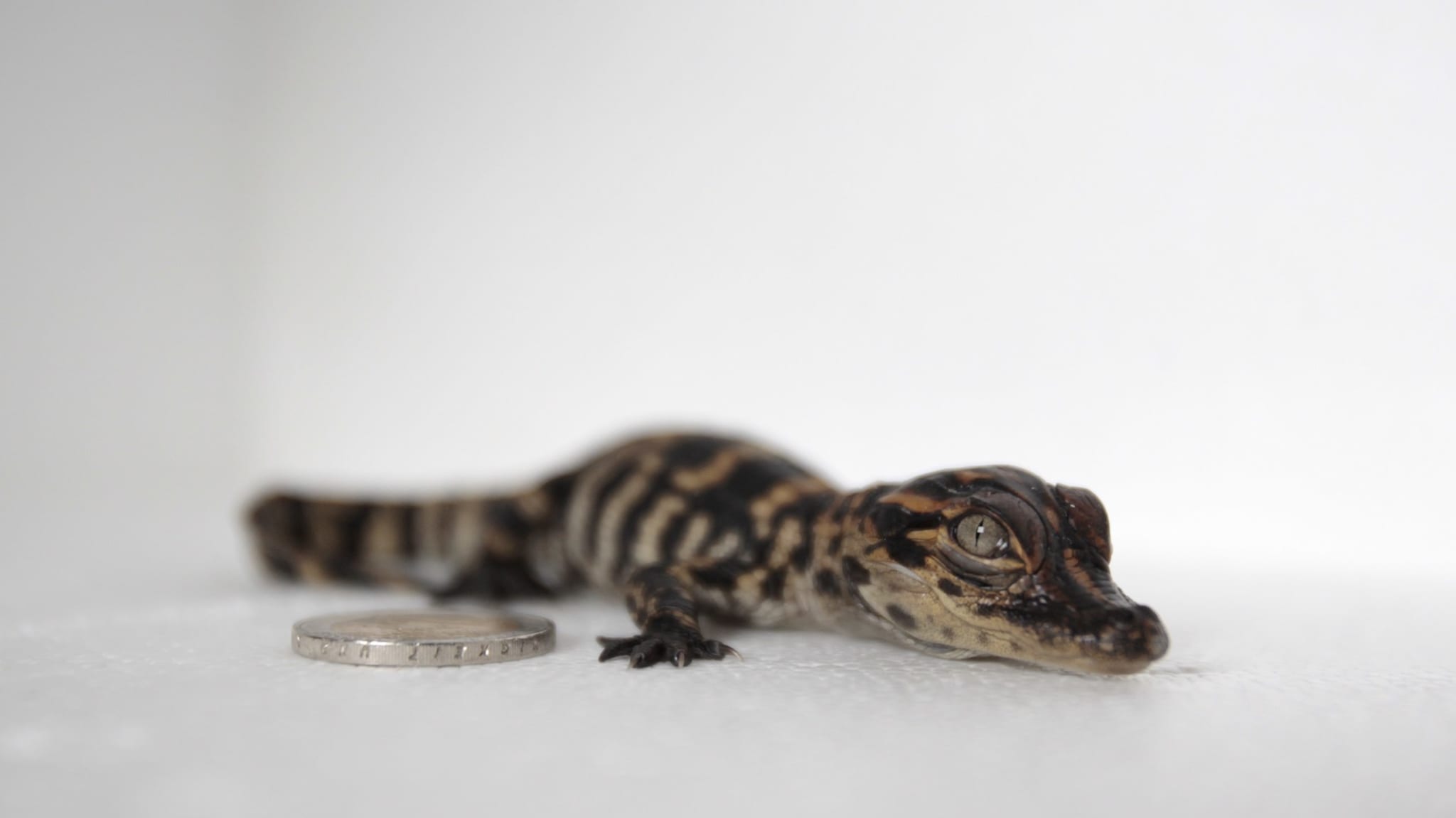 alligator