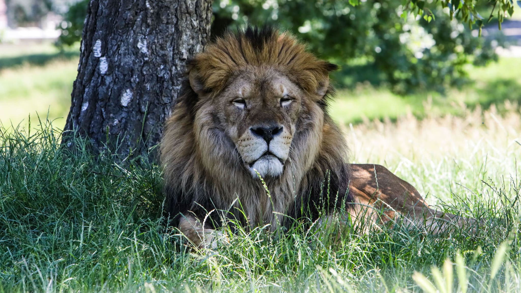 A lion on the loose are seen at the zoological garden
