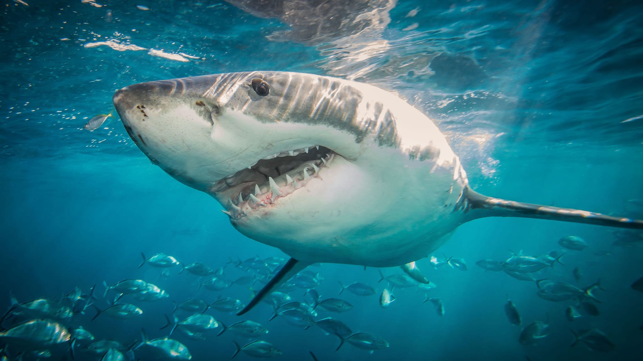 shark attack