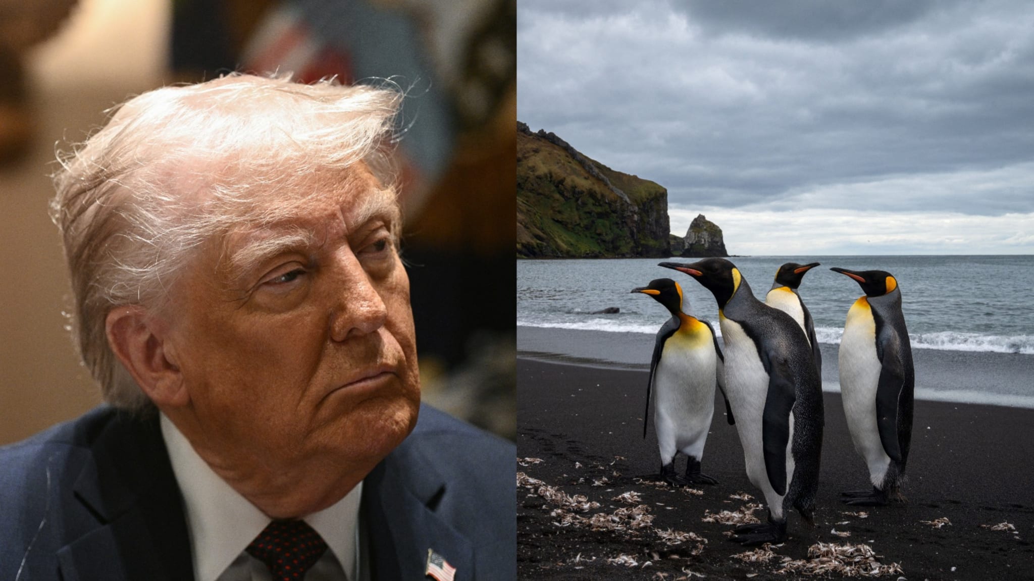 Split image of Donald Trump and penguins.