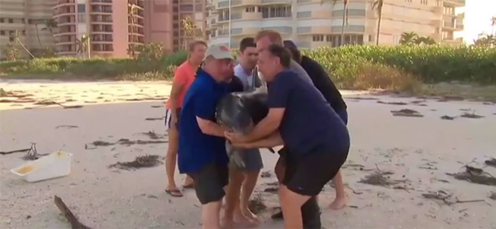 dolphin rescue