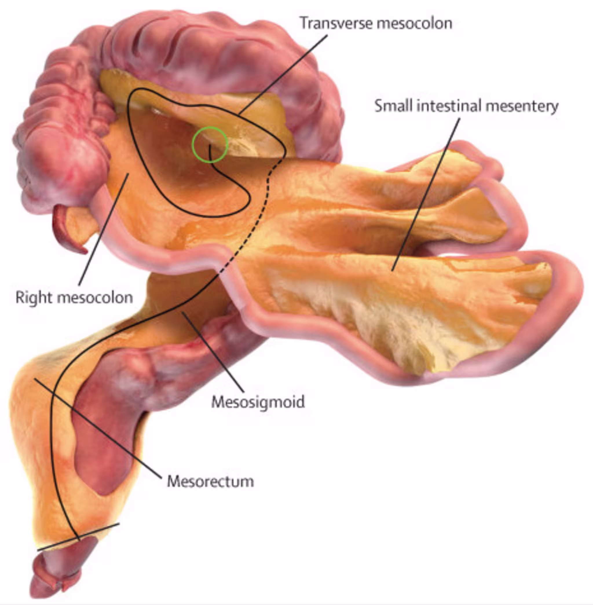 Scientists Have Discovered a New Organ in the Human Body