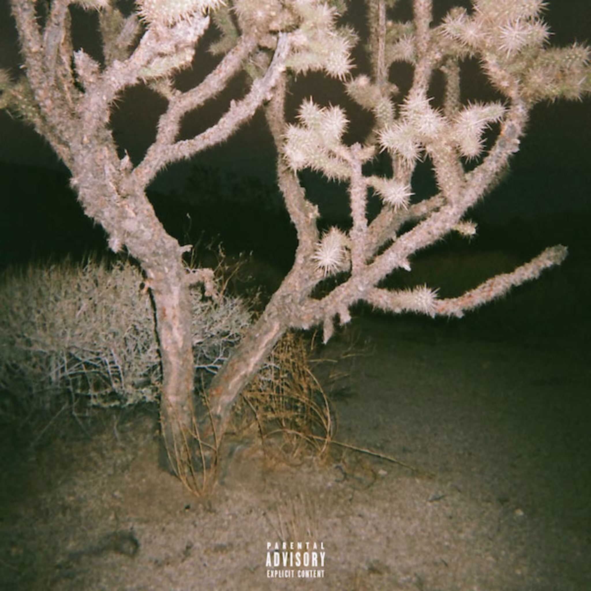 Diveliner "Girl From Texas"