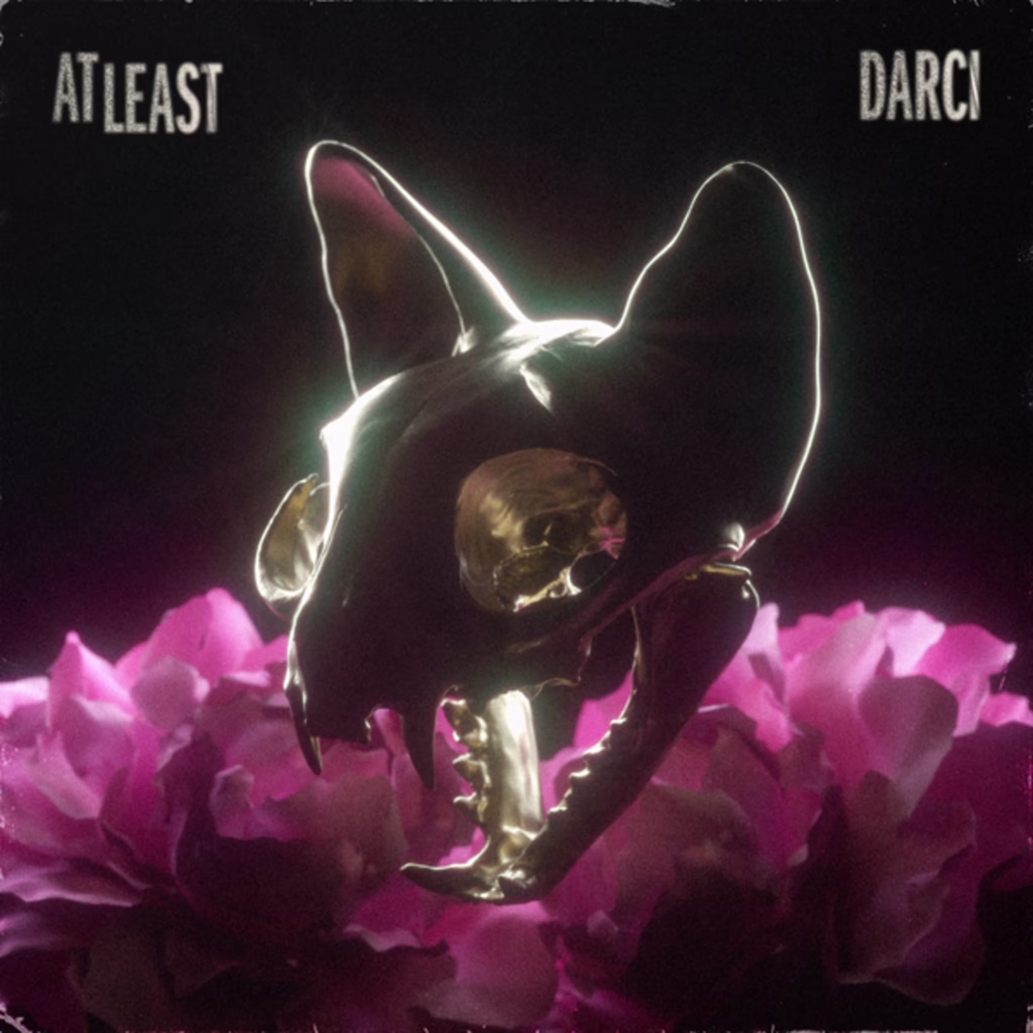 Darci