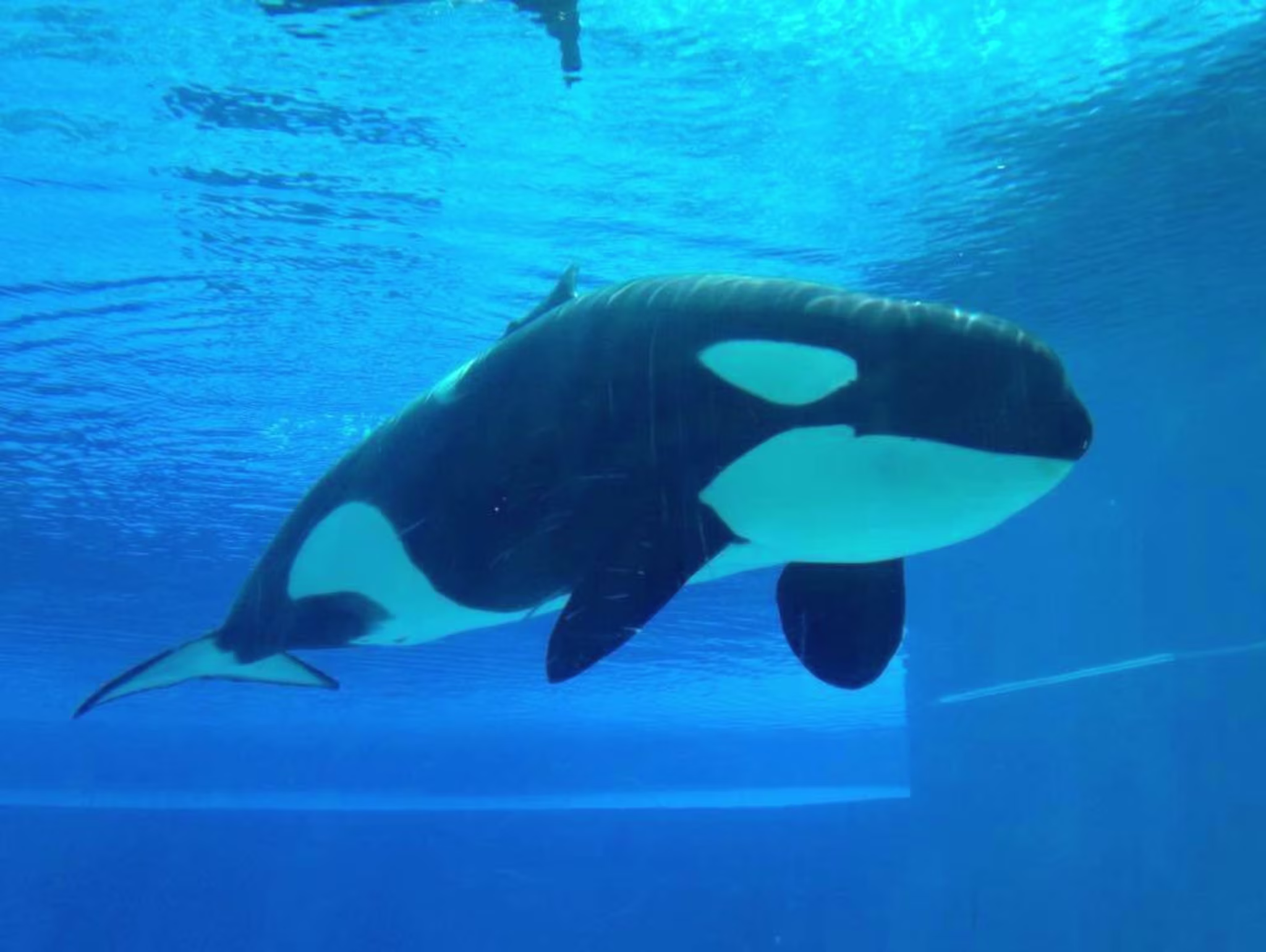 marineland
