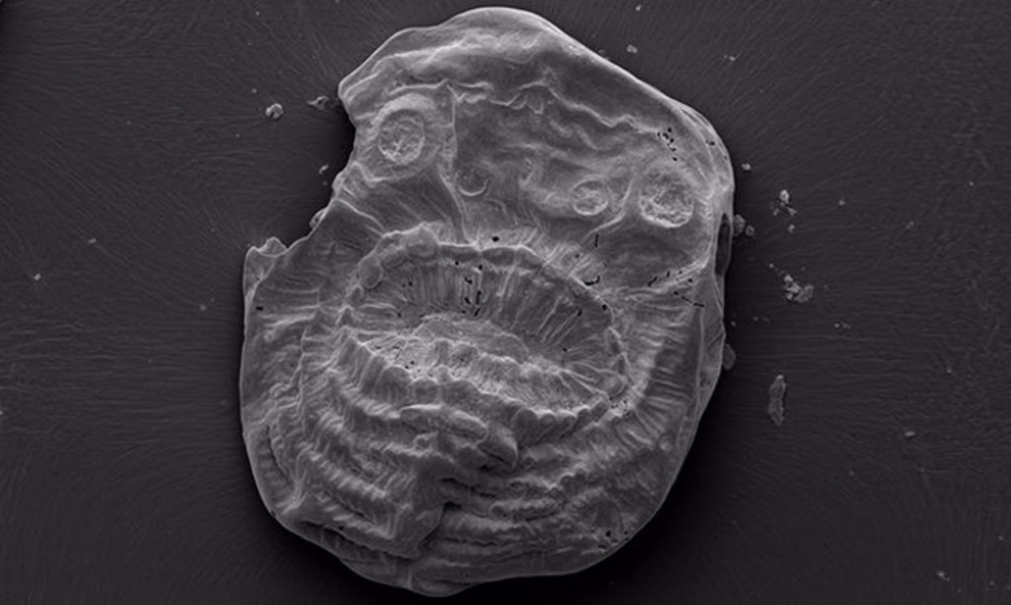 saccorhytus coronarious