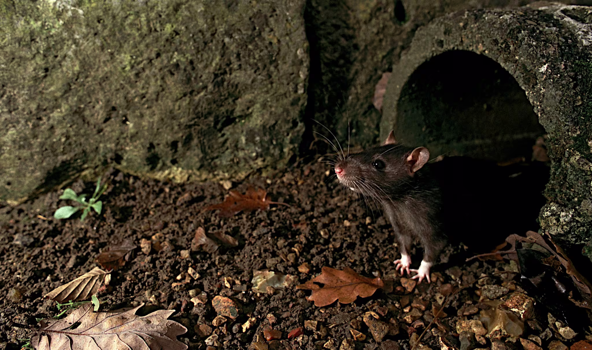 Chicago named 'Rattiest' city in U.S.