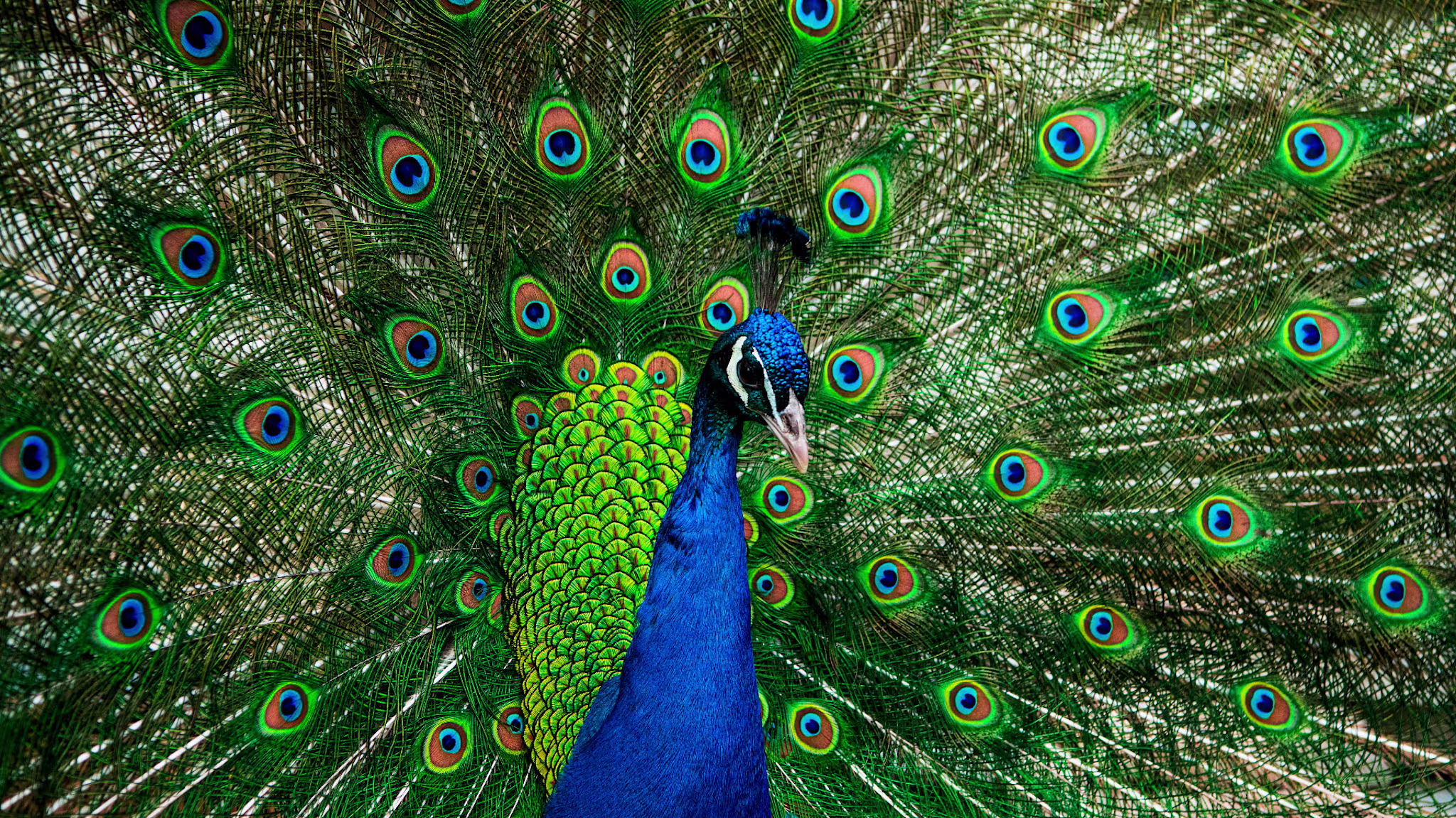 A peacock is pictured at the outdoor museum Skansen in Stockholm, on April 18, 2020.