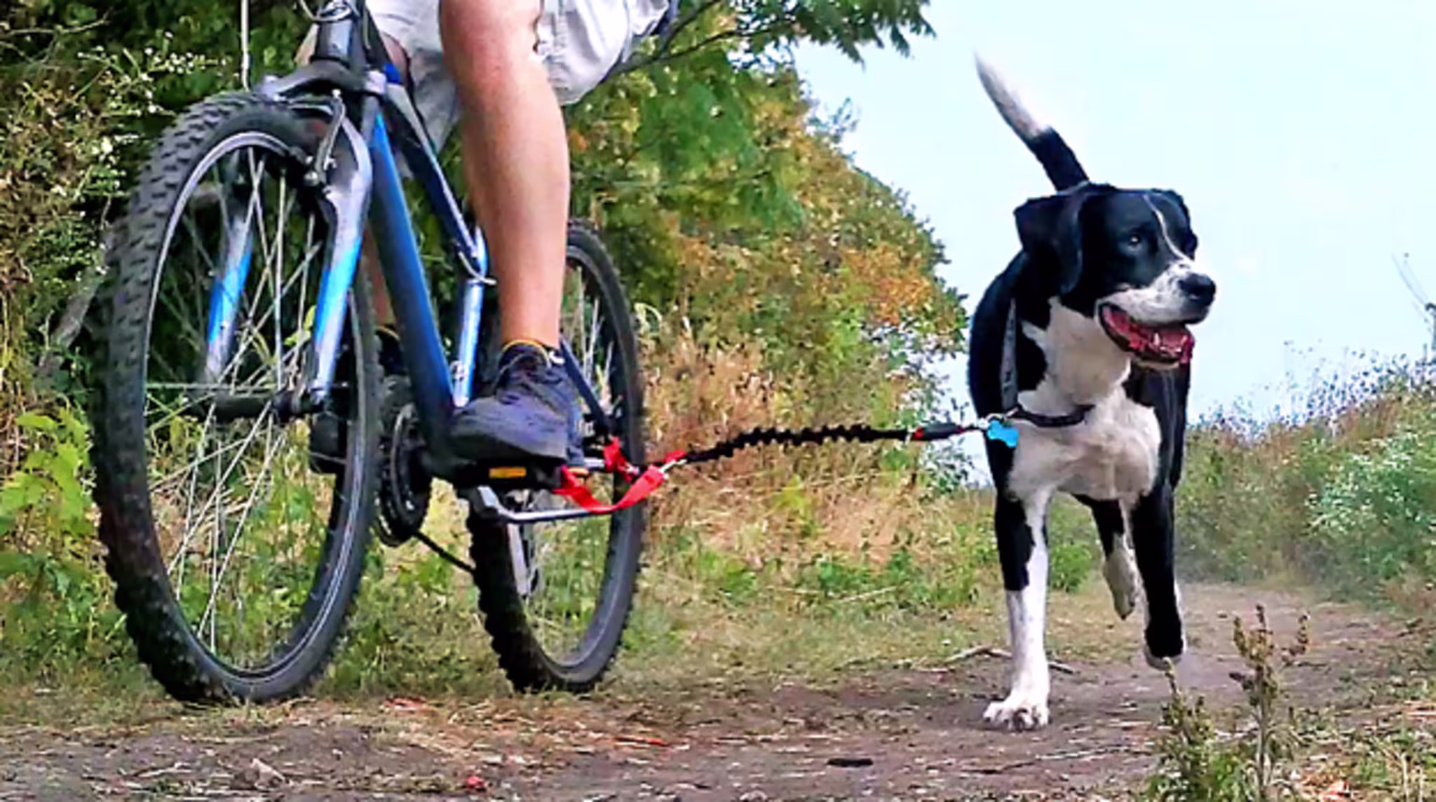 Dogger Jogger Lead