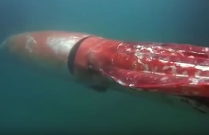 Rare Giant Squid Sighting Caught on Camera in Japan | Complex