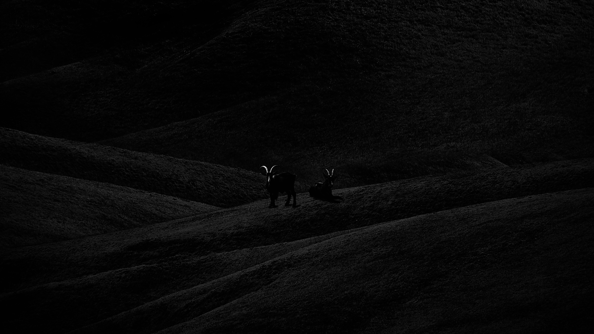 Two goats stand on a hilly, dark terrain beneath the text "NxWorries - Where I Go?" The scene is devoid of details. The image lacks color contrasts