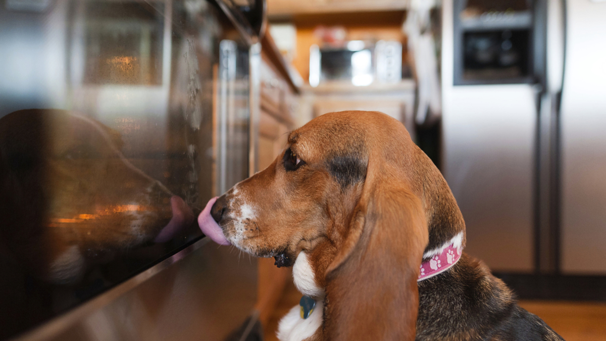 A Basset Hound wearing a collar with pink patterns is in a kitchen, licking the surface of an oven door
