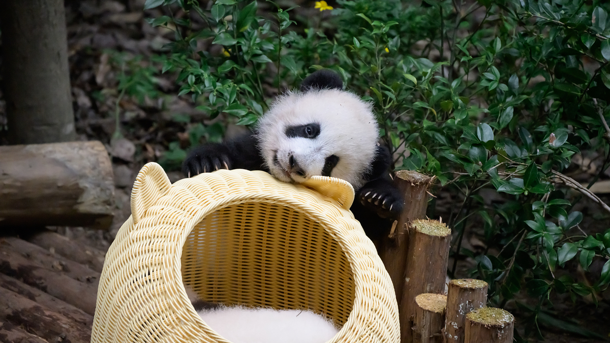 Panda cub playing atop a woven basket in a natural setting with greenery around