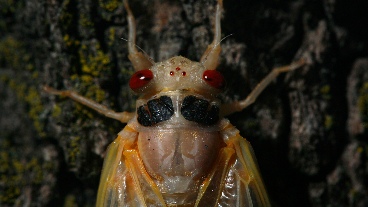 Close-up of a cicada on tree bark, showcasing its detailed features and textures