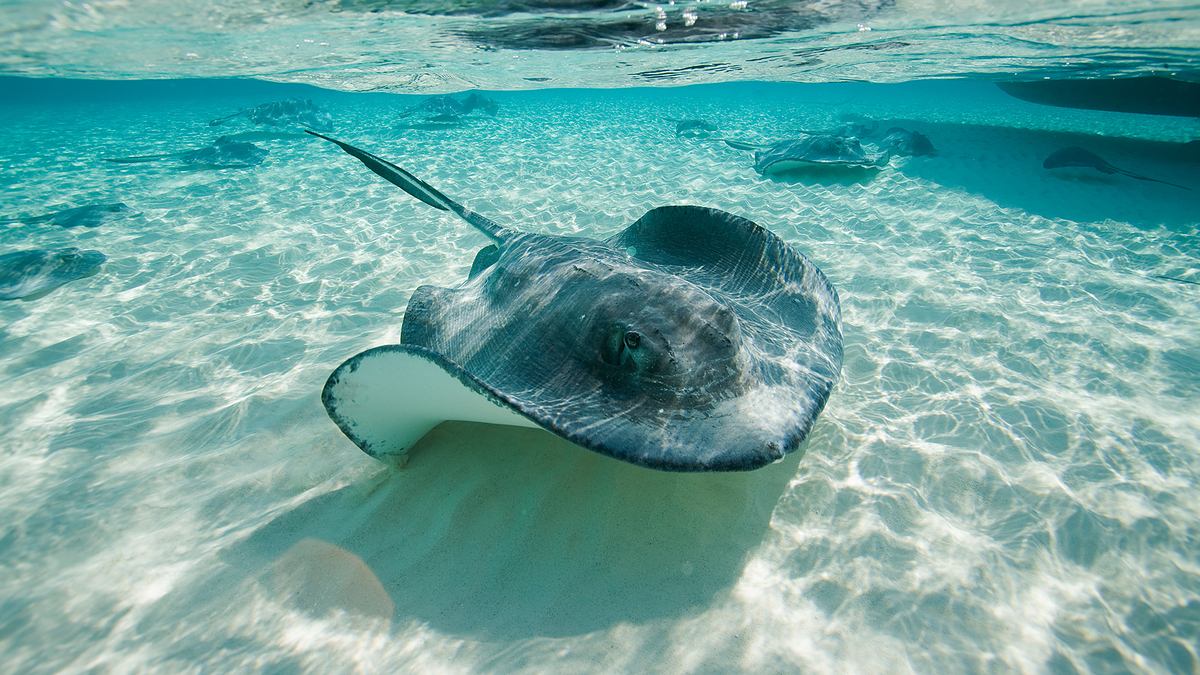 Stingray swimming near the surface of clear water with other rays visible underwater