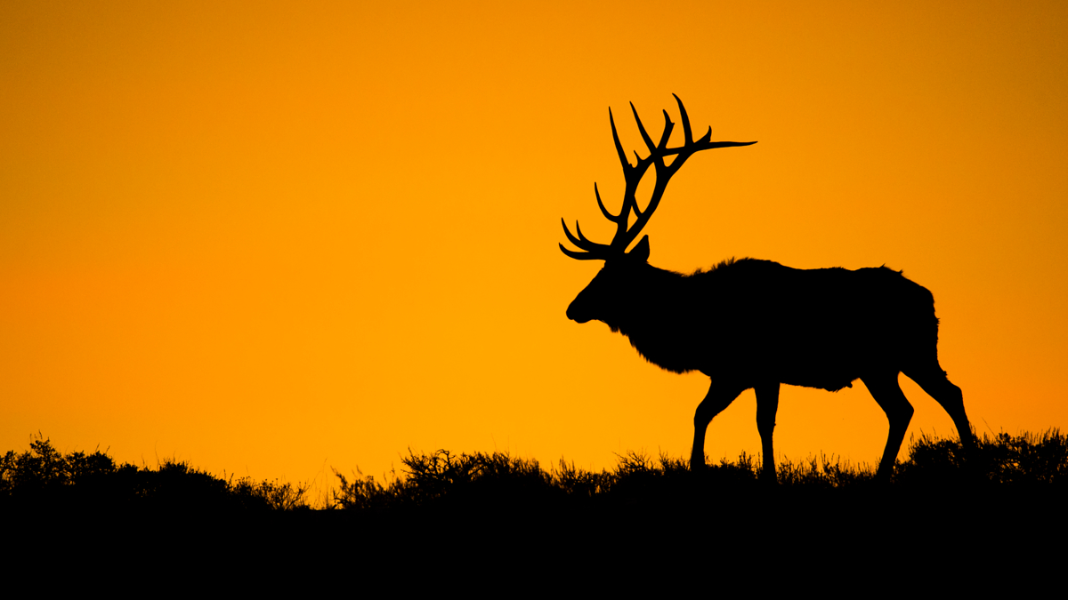 elk walking