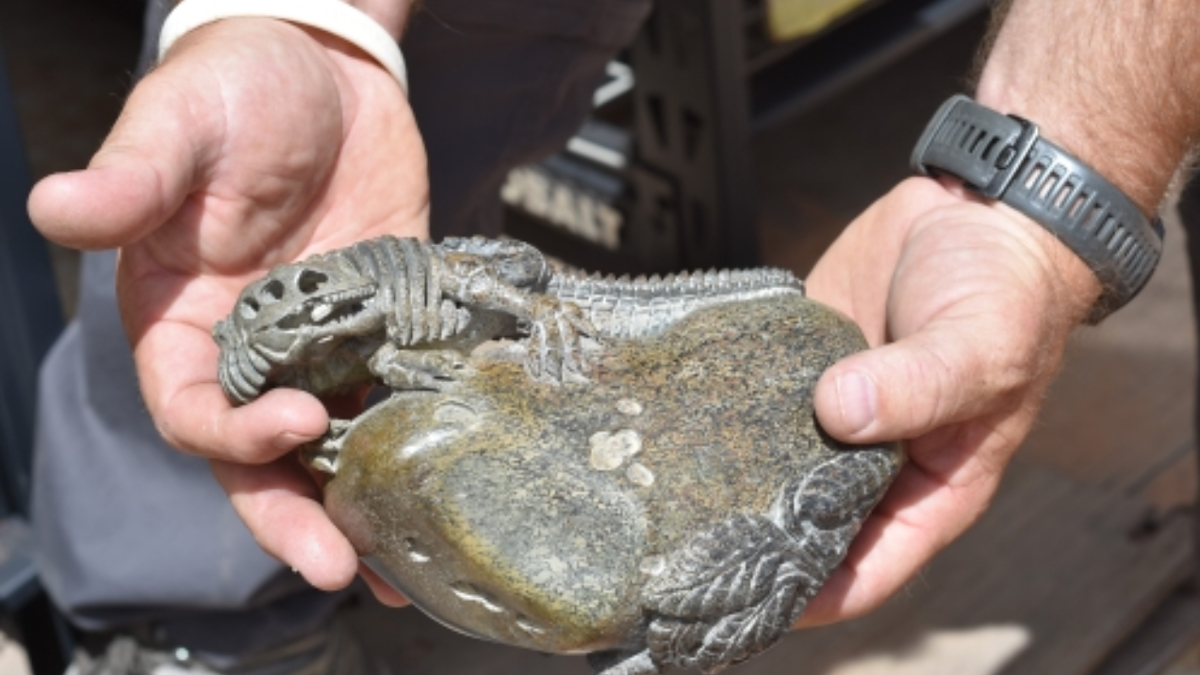 dino bones