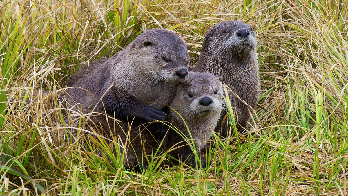 otters are seen plotting their next move