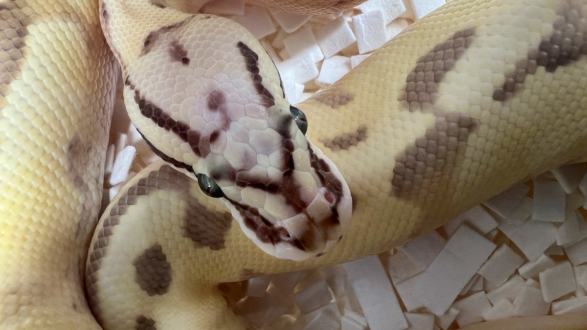python snake curled up in ball