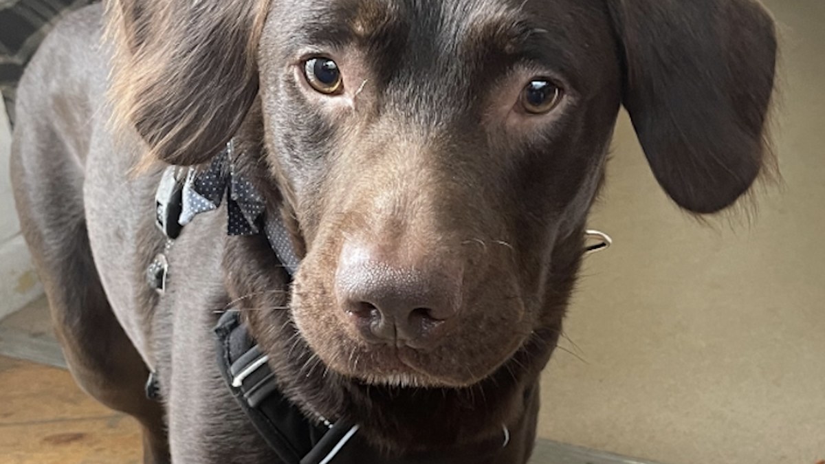 Image of dog named coco who suffered from alcohol withdrawal
