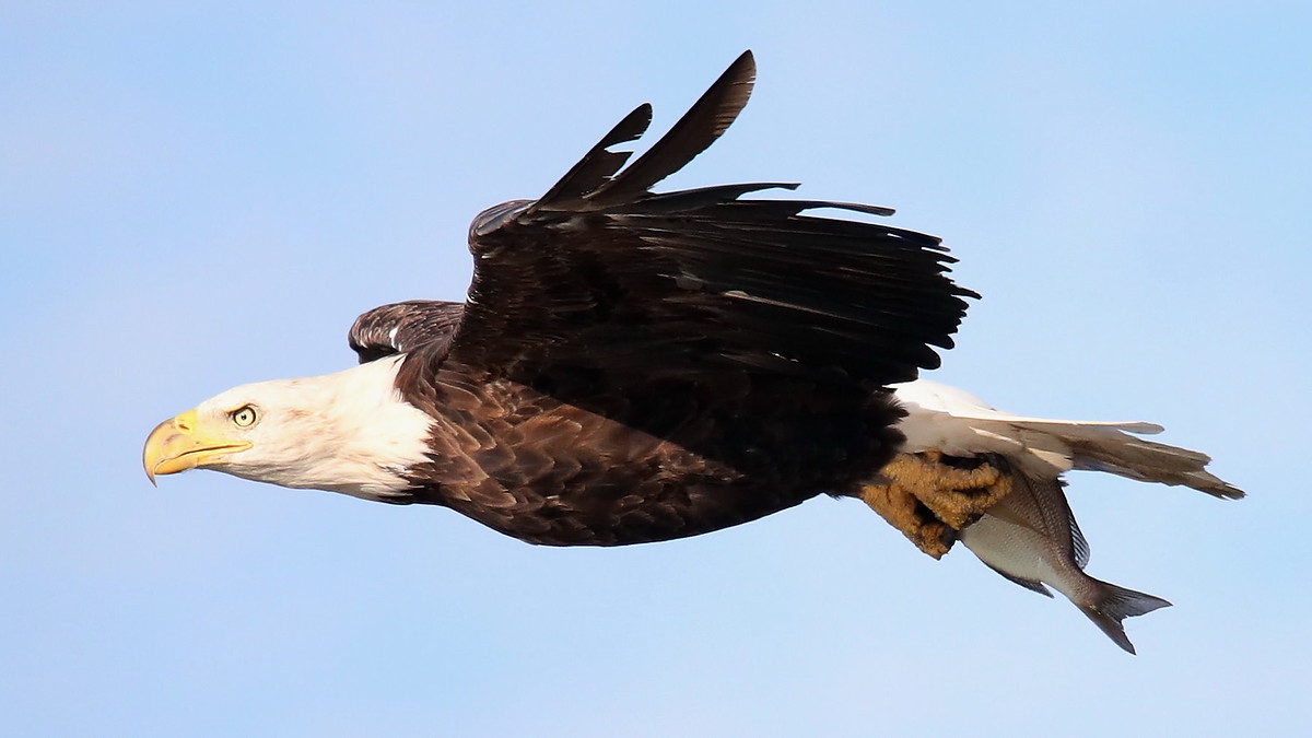 American Bald Eagle