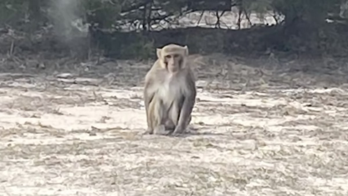 A pet monkey in Oklahoma killed after attacking woman
