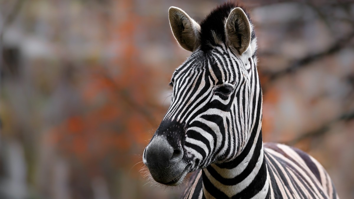 Zebra Fatally Shot by Deputy After Allegedly Biting Owner’s Arm at Ohio Home