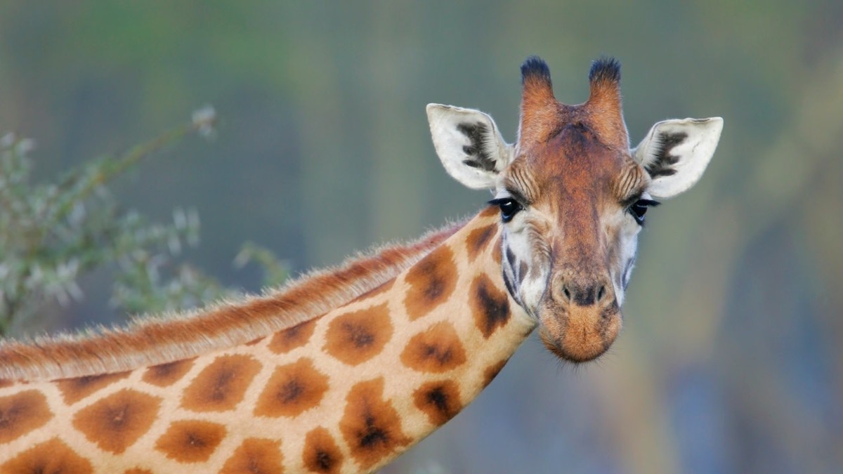 Giraffe Dies In Rochester Zo