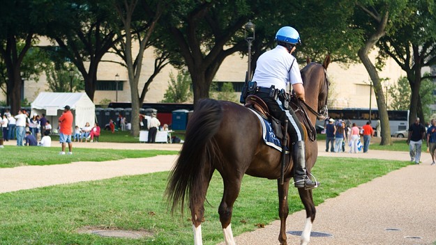 man arrested horse butt slap