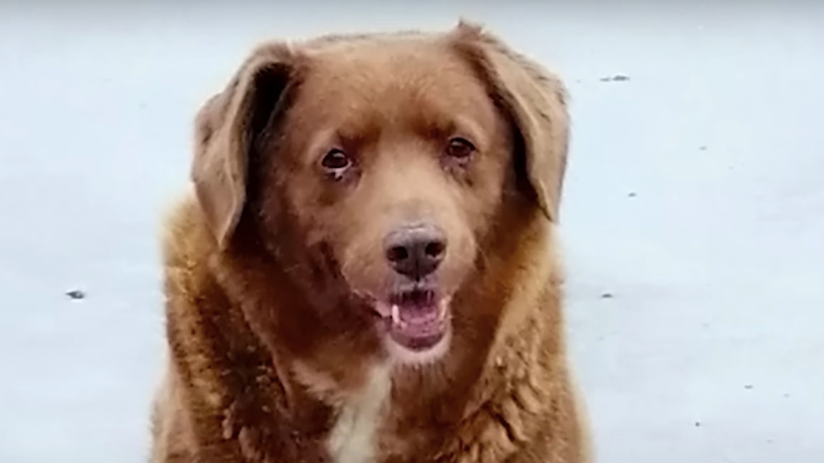 Dog is declared oldest in the world