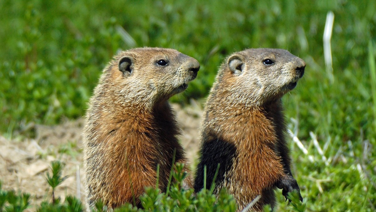Quebec groundhogs standing