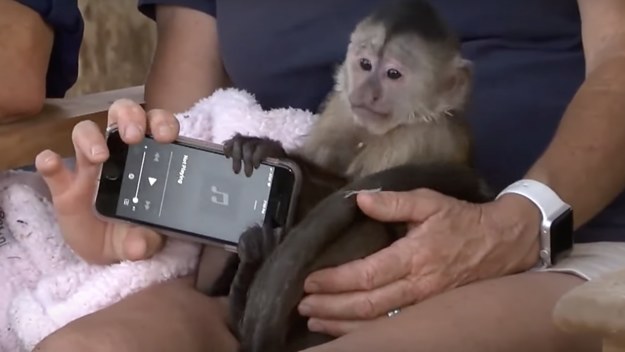 Route, a Capuchin monkey at Conservation Ambassadors