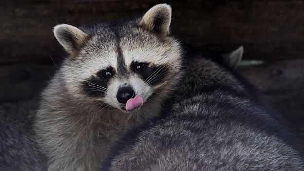 A big fat raccoon licking lips