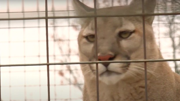 A large cat is pictured in a news report