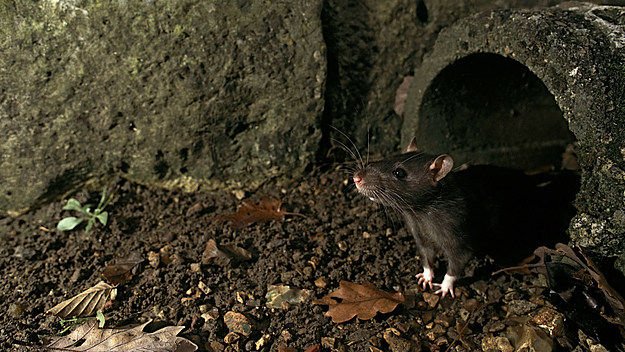 Chicago named 'Rattiest' city in U.S.