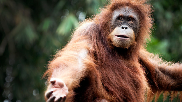Photo of orangutan in forest