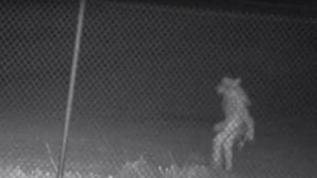 Mystery wolfman like creature spotted near Texas zoo