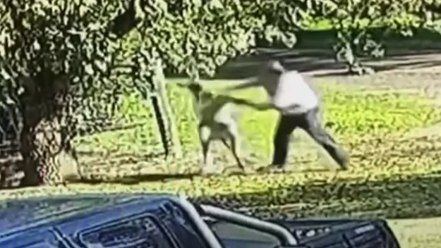 Australian man fights with kangaroo outside his home.