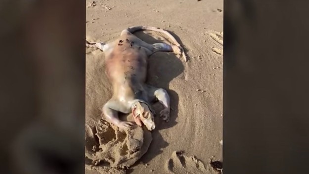 Man discovers "alien" creature's corpse washed up on Australian beach + possibly identified?