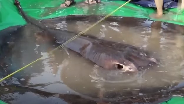 A screenshot from NBC News video on the largest freshwater fish ever caught.