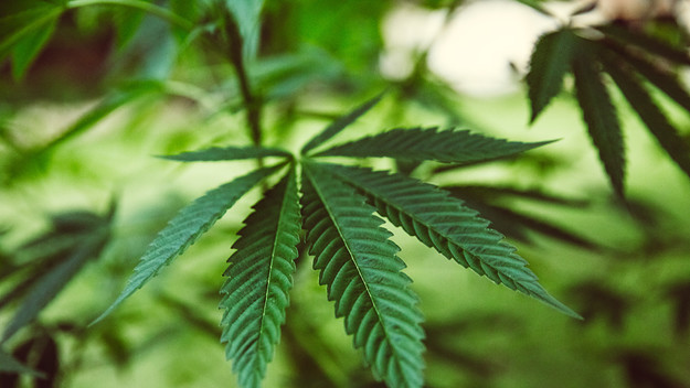 Cannabis plant