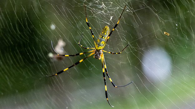 A photo of an adult Trichonephila clavata, aka the Joro spider.