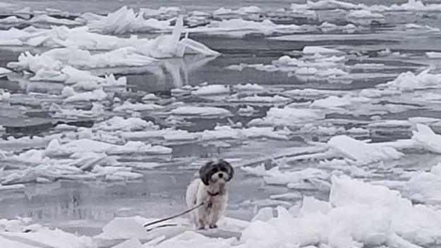 Small dog stuck on the Seneca River