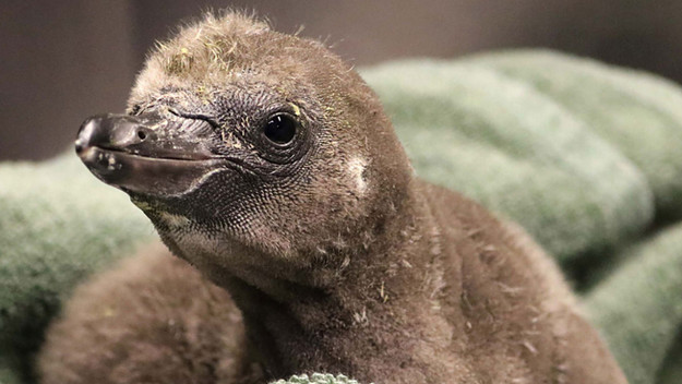 A baby penguin is pictured