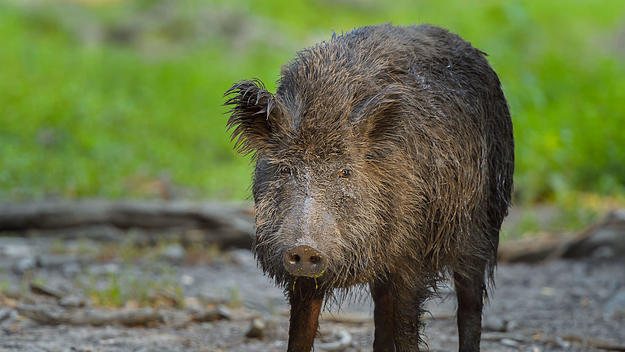 Wild Boars spotted in Canada