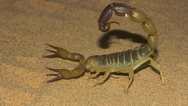Fattail scorpion or fat tailed scorpion.