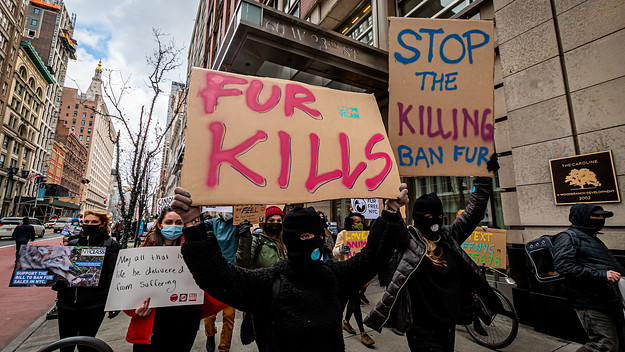 No fur